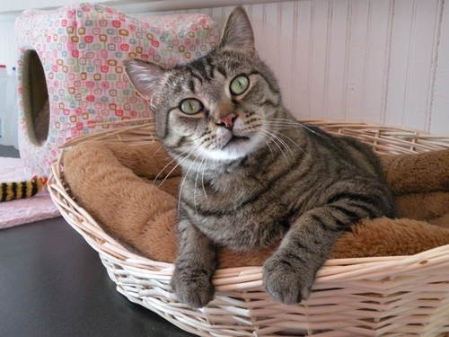 A brown tabby cat named Dudley sitting in a wicker basket.