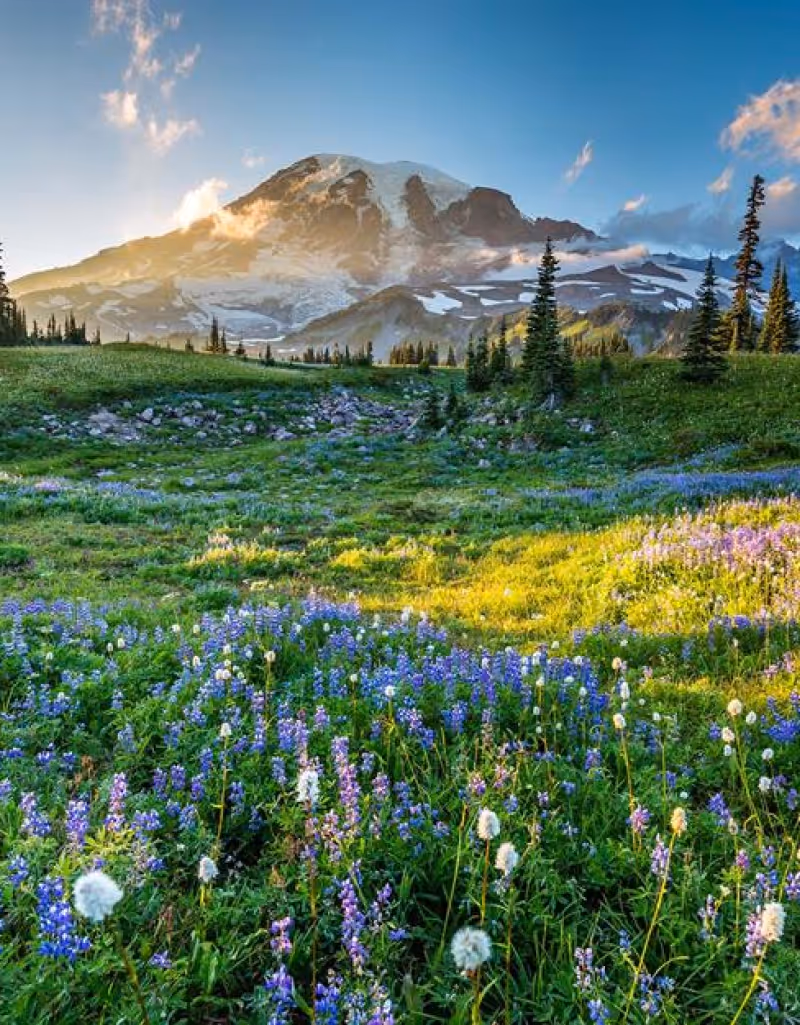 Colorful wildflowers spread across a green meadow with tall pine trees and a snow-capped mountain under a clear blue sky at sunset.