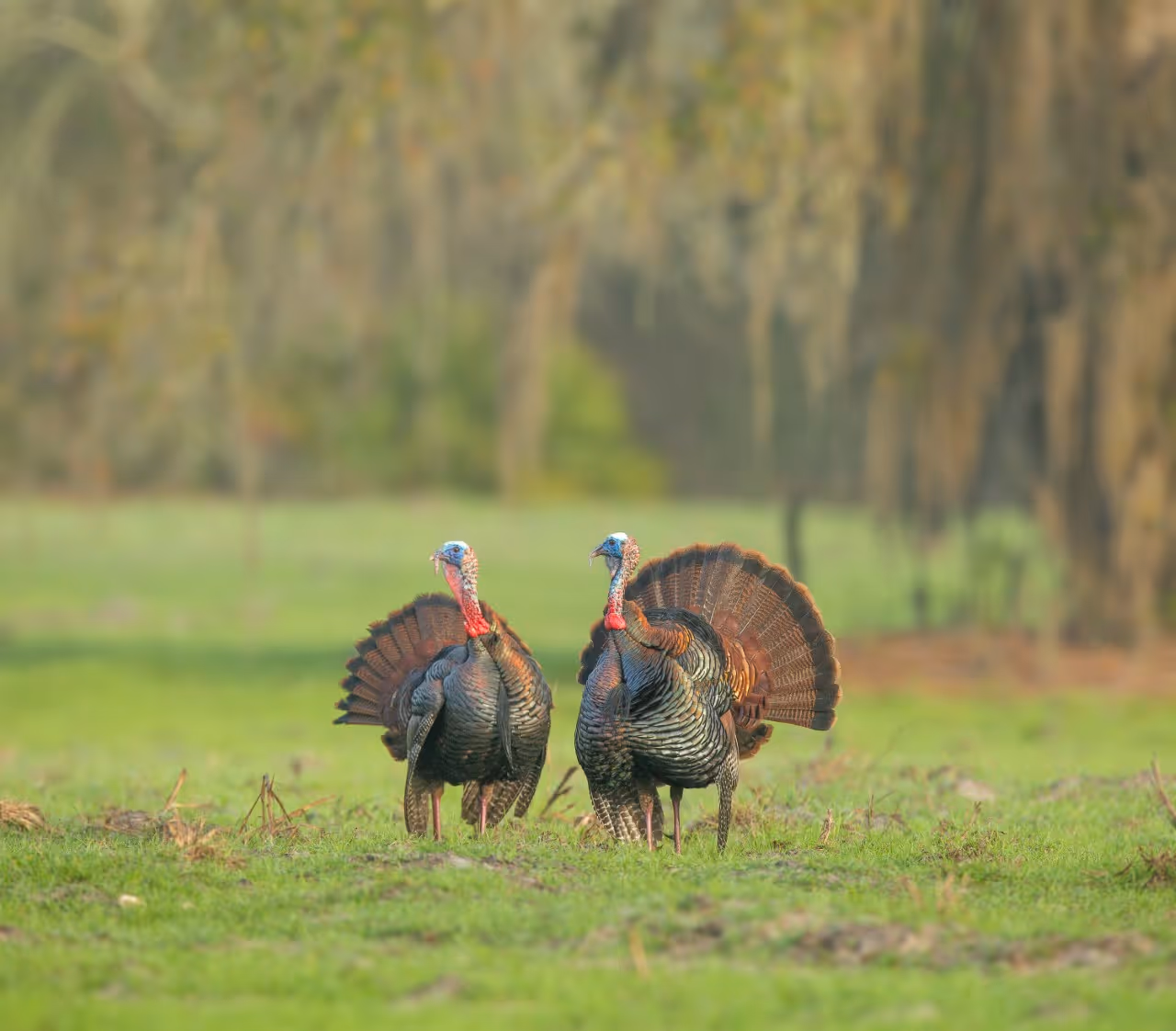 An Image of two wild turkeys