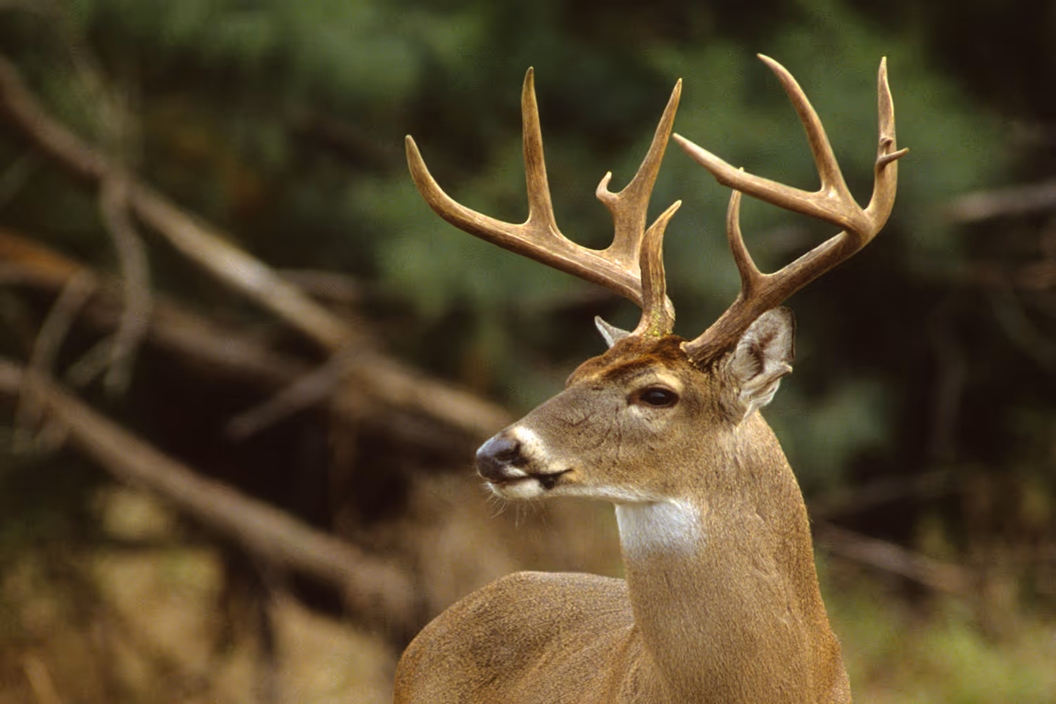Whitetail deer standing in tall grass