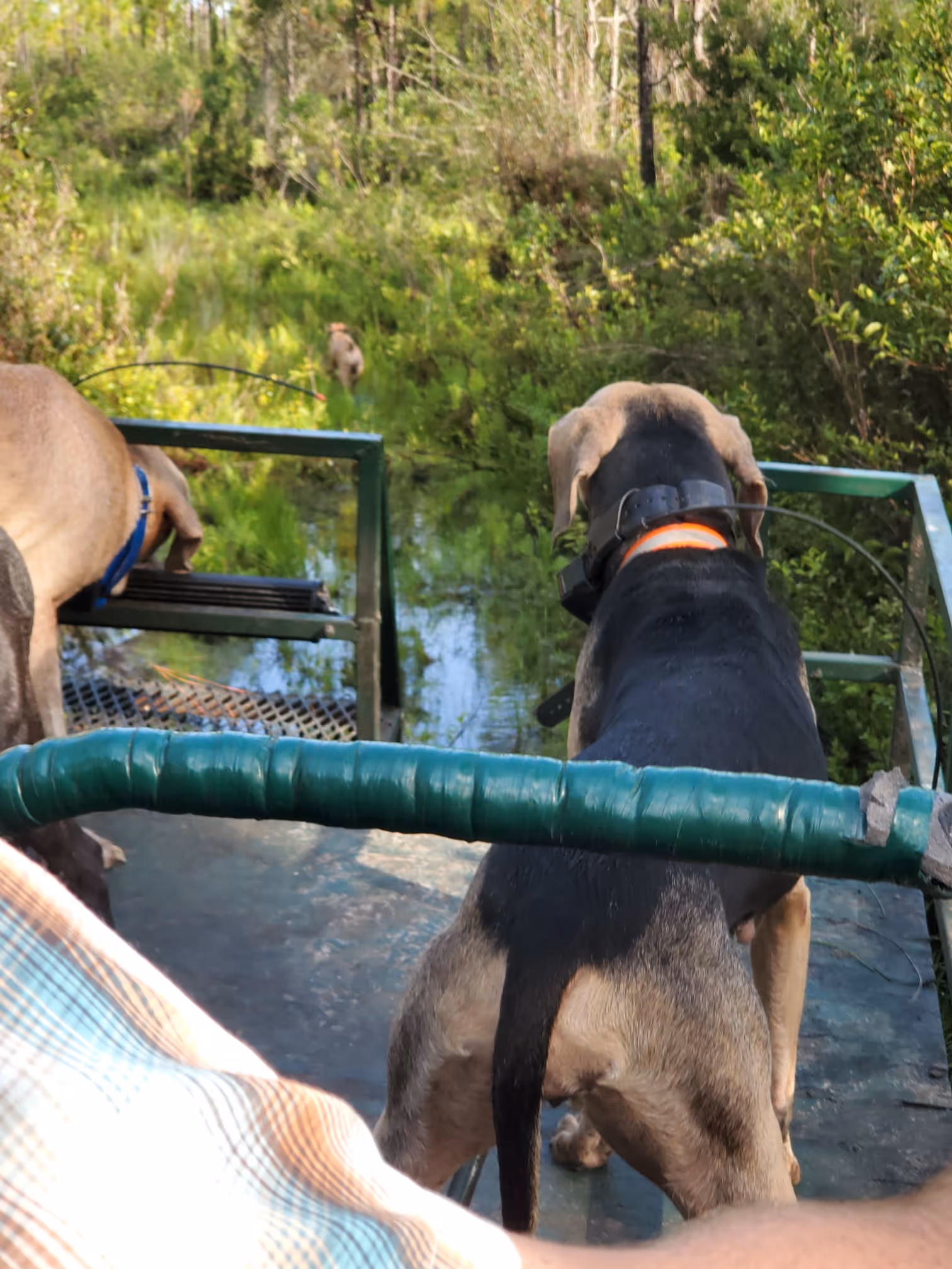 Image of trained dongs for hunting