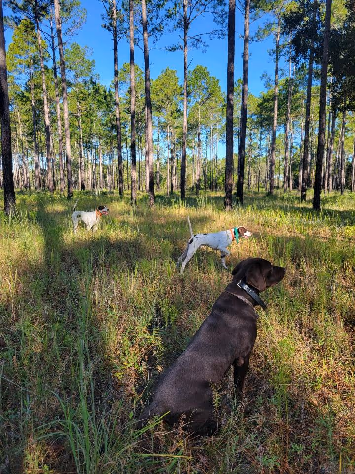 Image of trained dongs for hunting