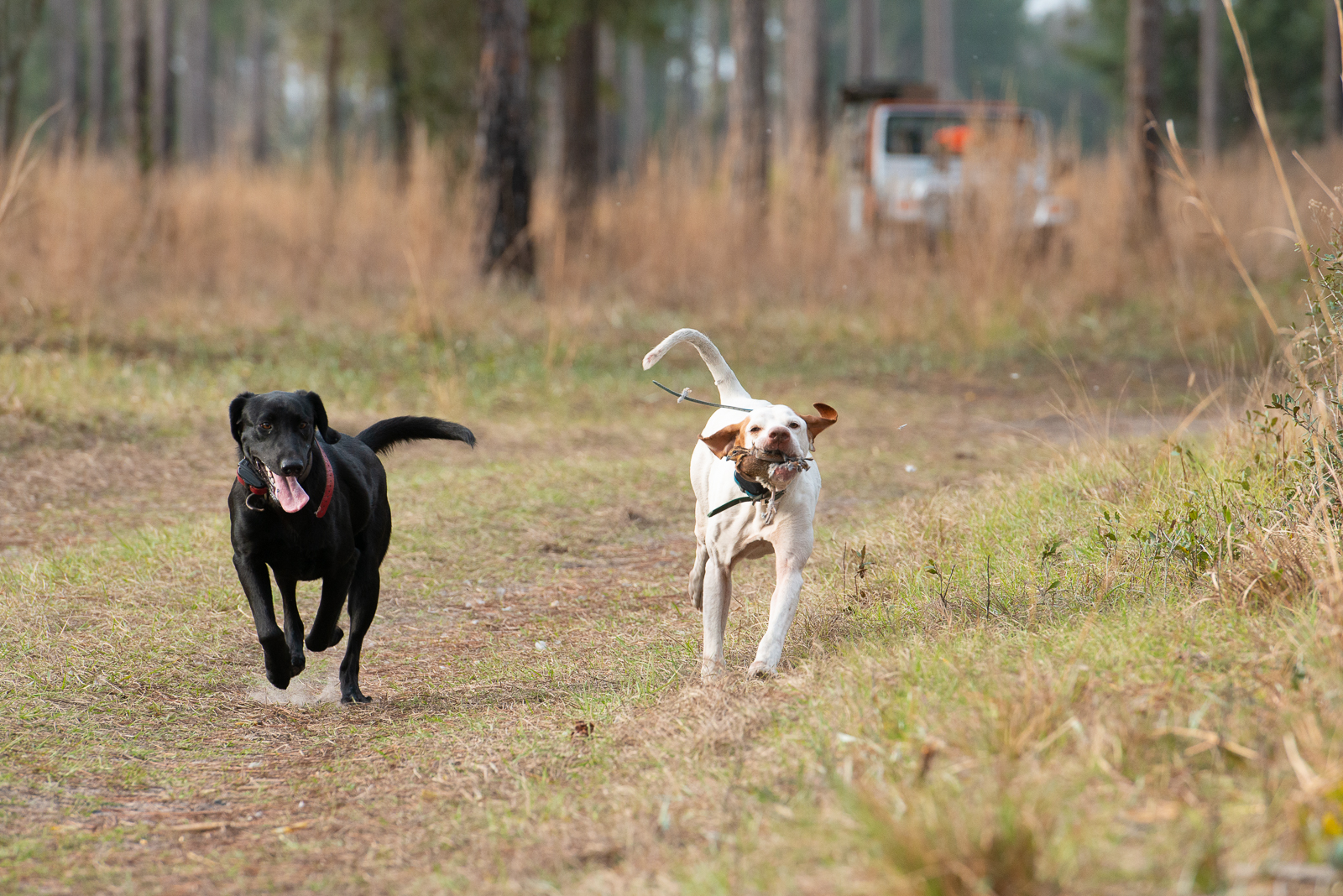 A black dog running with its tongue out beside a white dog carrying a stick in its mouth on a forest trail.