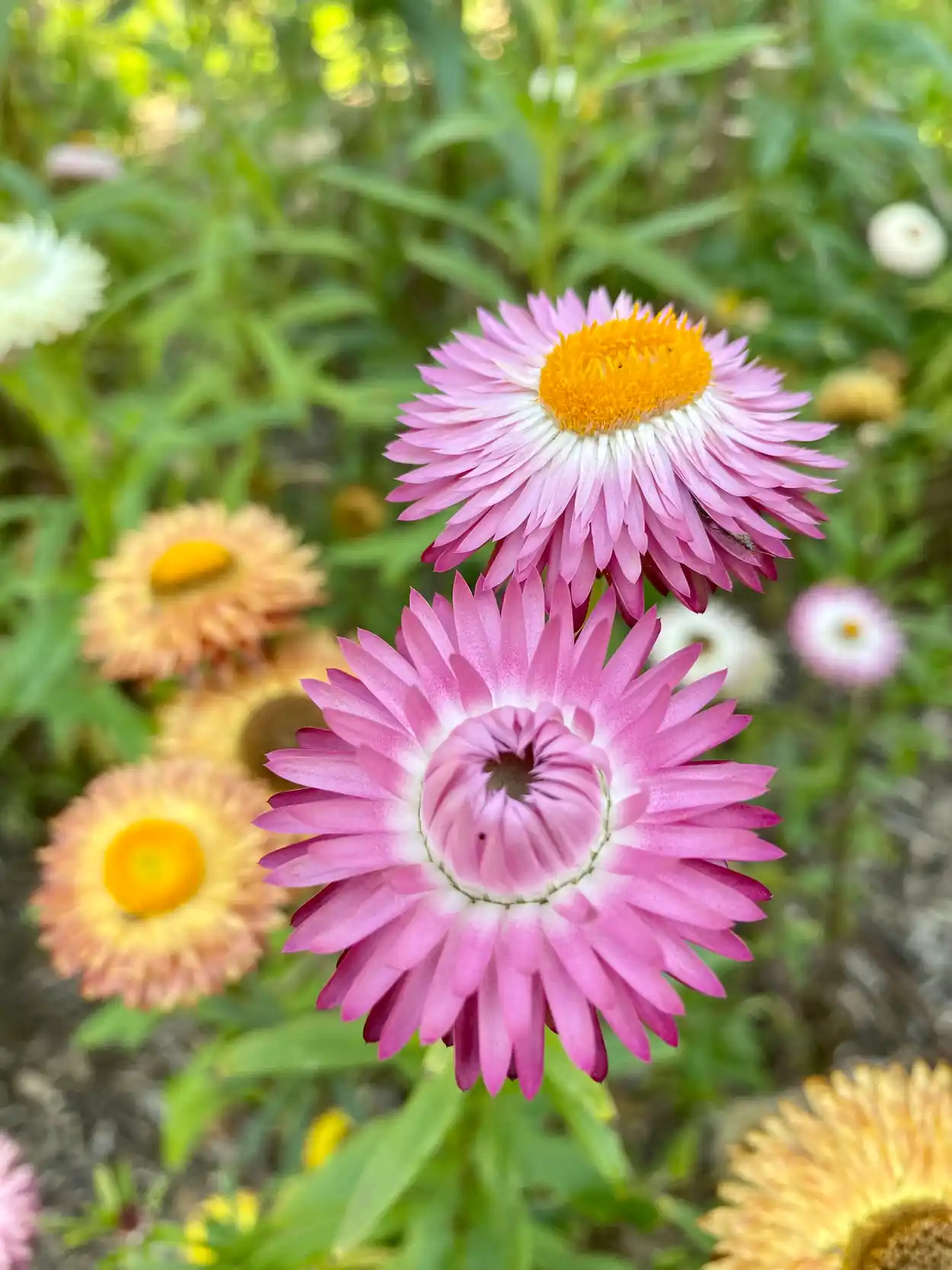 Pink and yellow flowers