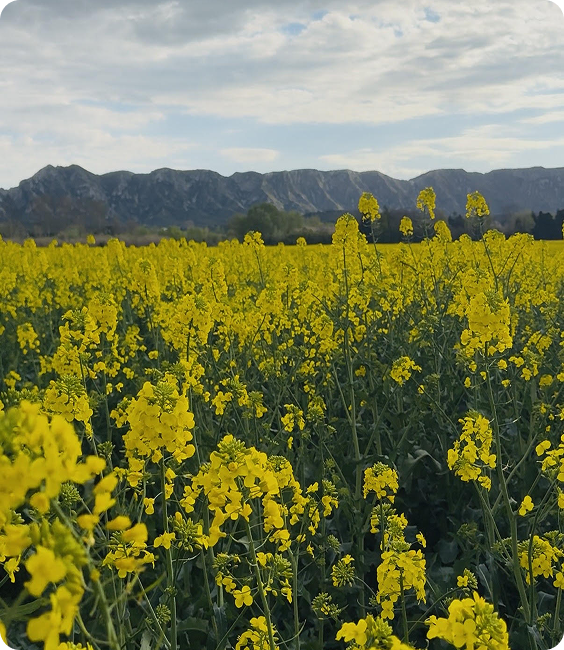 Une photo des champs avec les alpilles en arrière-plan