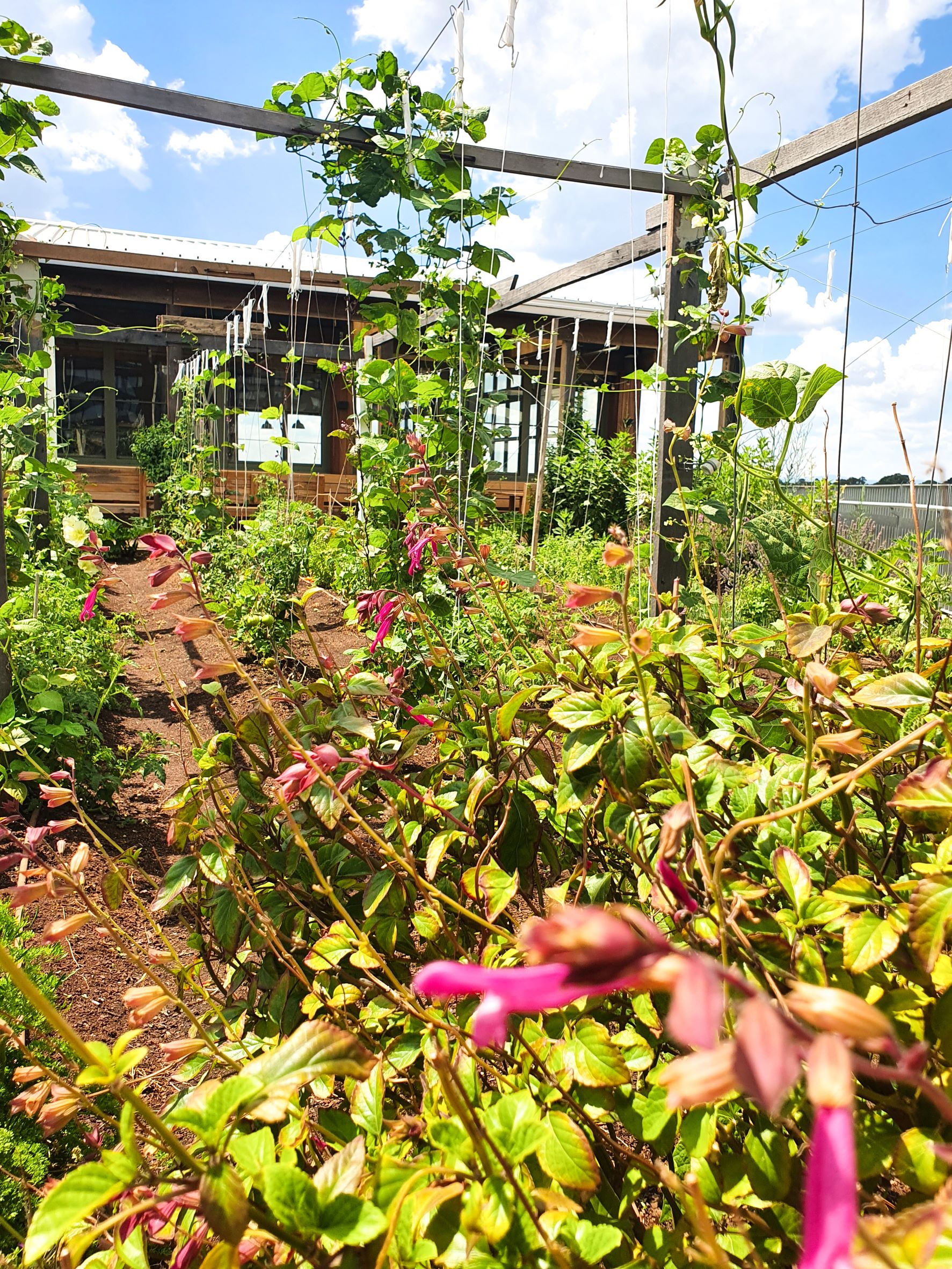 Rooftop garden bed