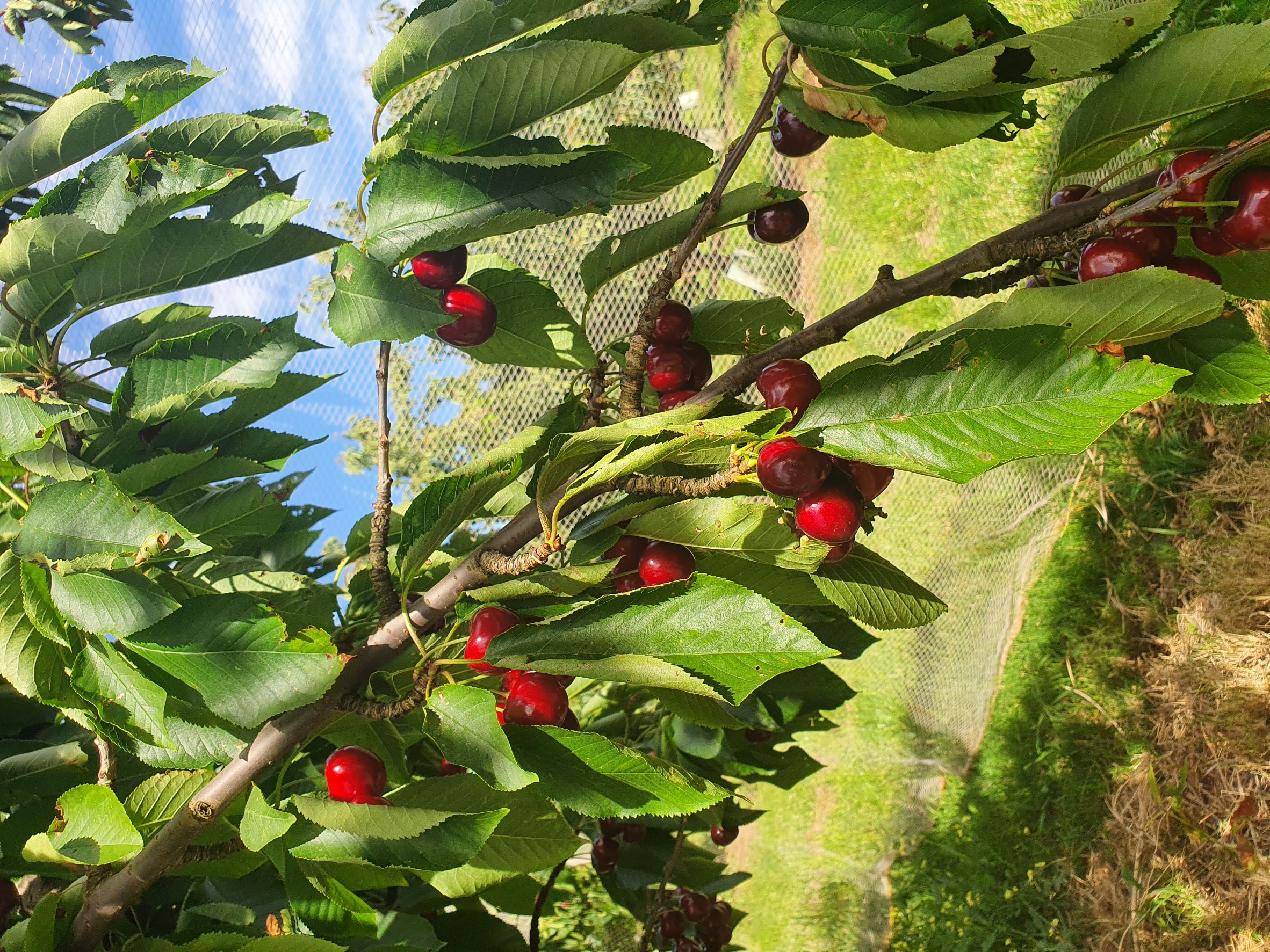 Cherries on a branch
