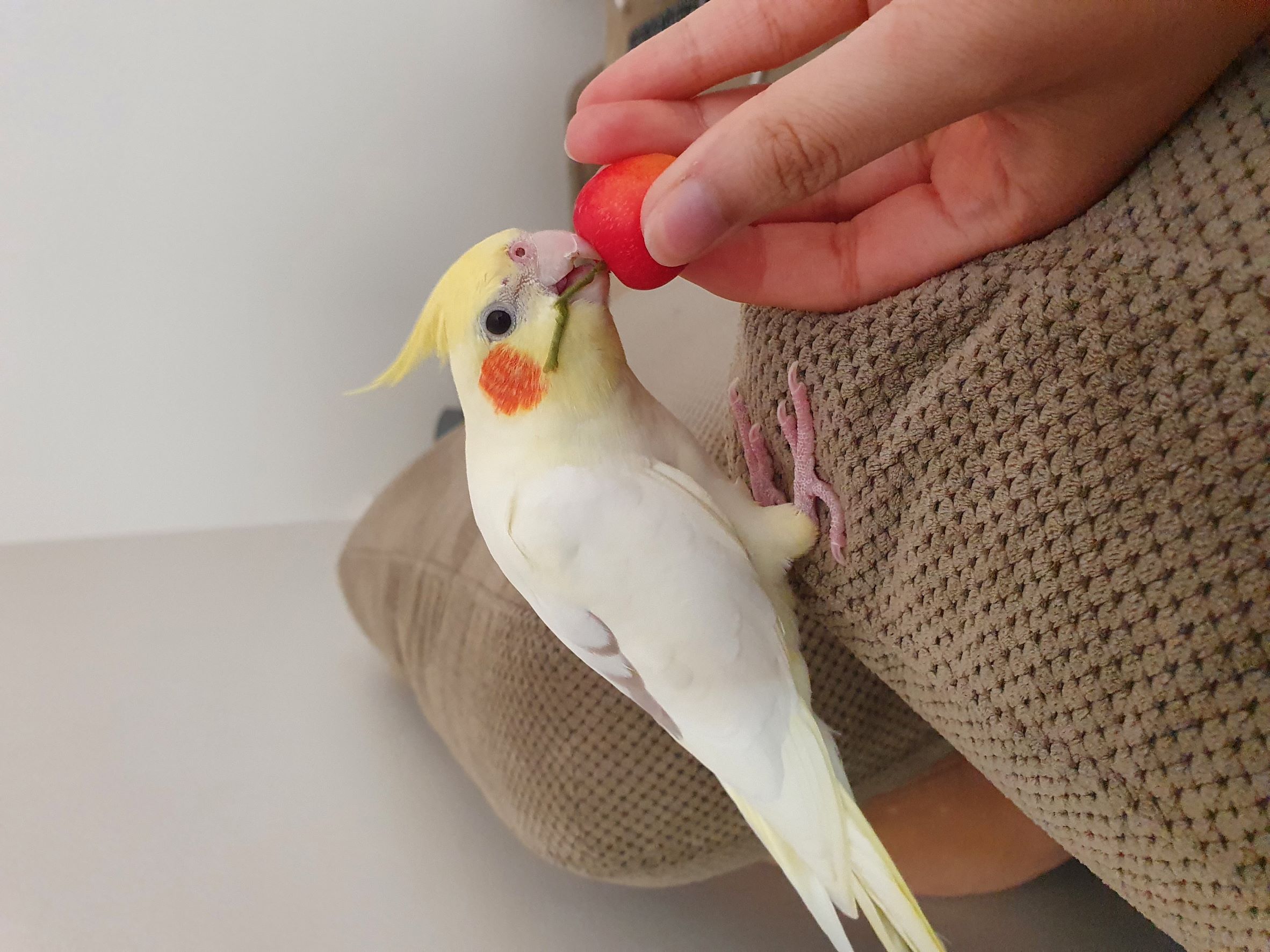 Cockatiel tasting a cherry