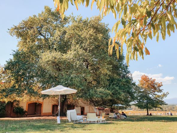 Cherries on a tree branch