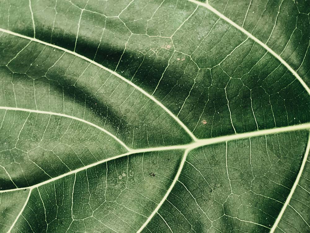 Close-up of a leaf. 