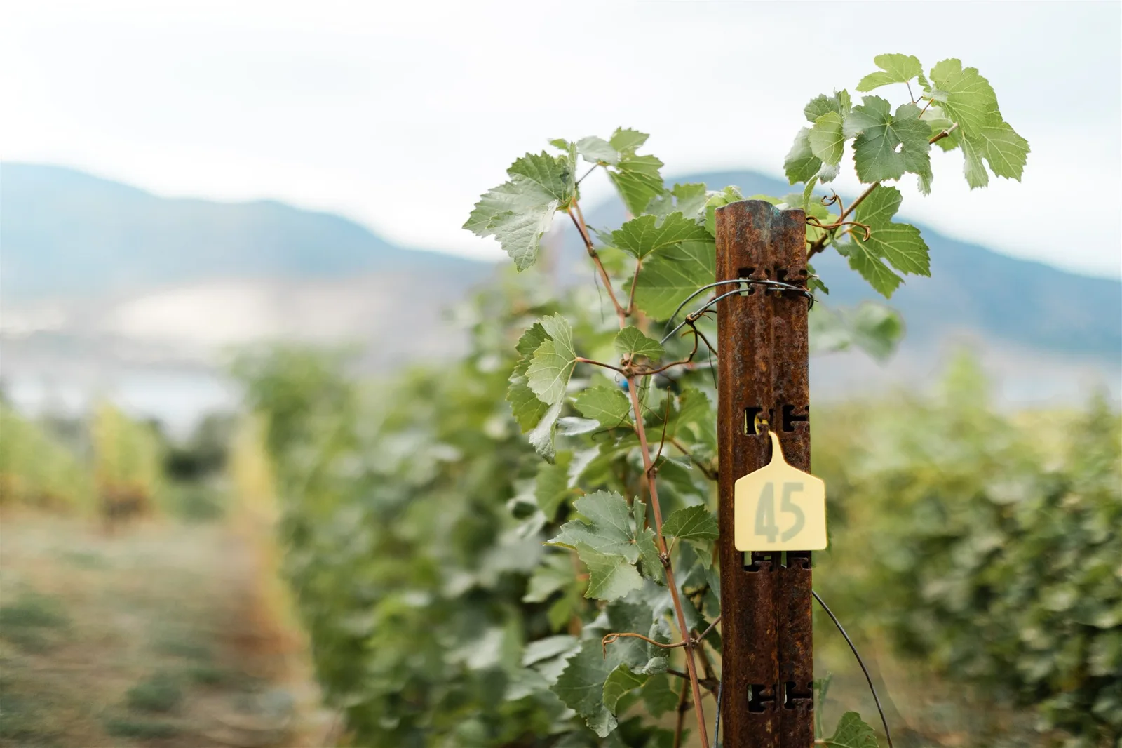 A young vine at Poplar Grove, with Okanagan Lake behind