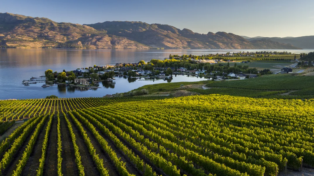 Quails' Gate vineyards running down to Okanagan Lake