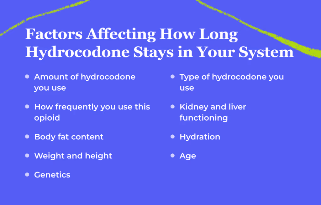 Bullet point list titled Factors Affecting How Long Hydrocodone Stays in Your System: amount of hydrocodone you use, how frequently you use this opioid, body fat content, weight and height, genetics, type of hydrocodone you use, kidney and liver functioning, hydration, age.