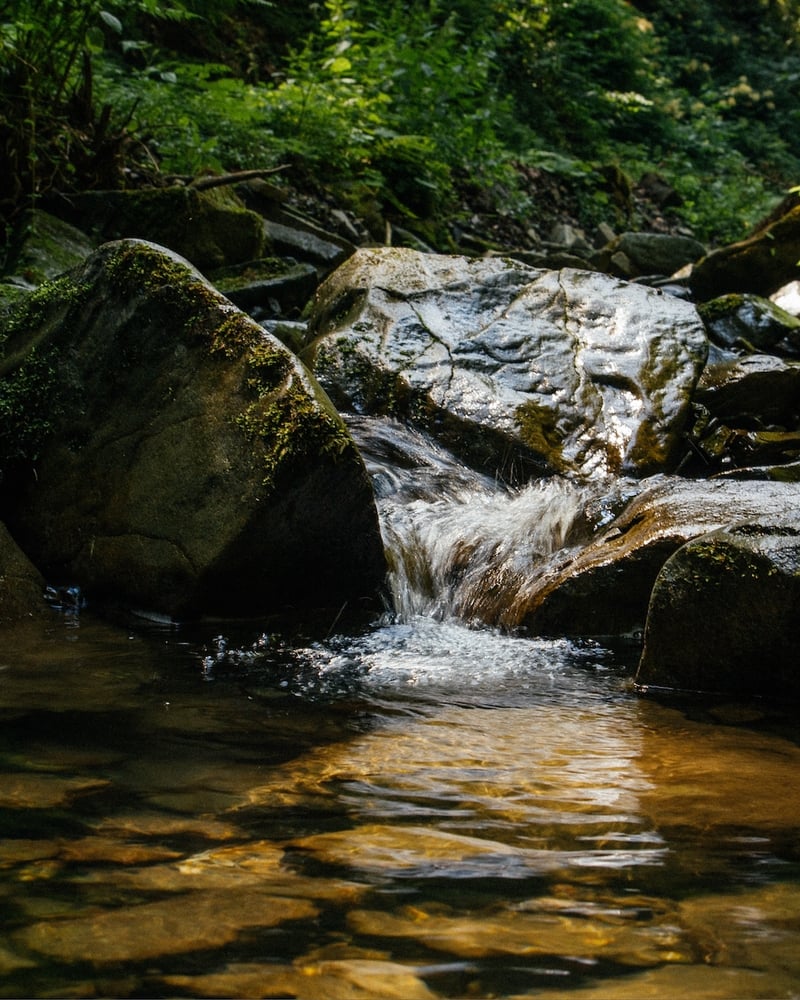 A stream in the woods