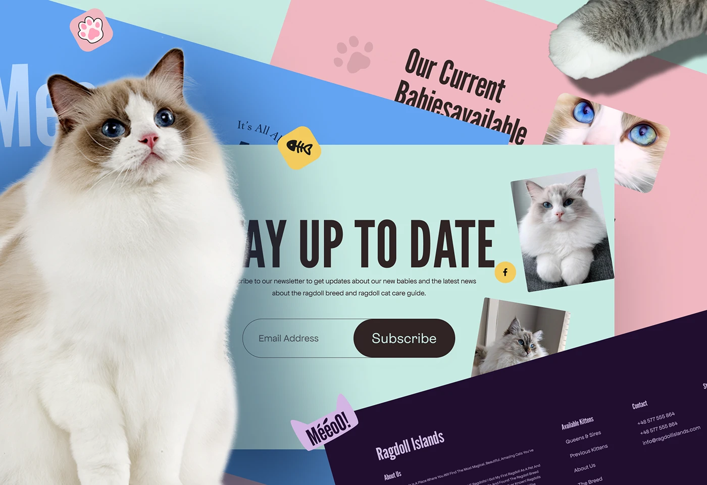 Website Web Web Design  Website Design Webdesign Pet animation  motion design motion Cat