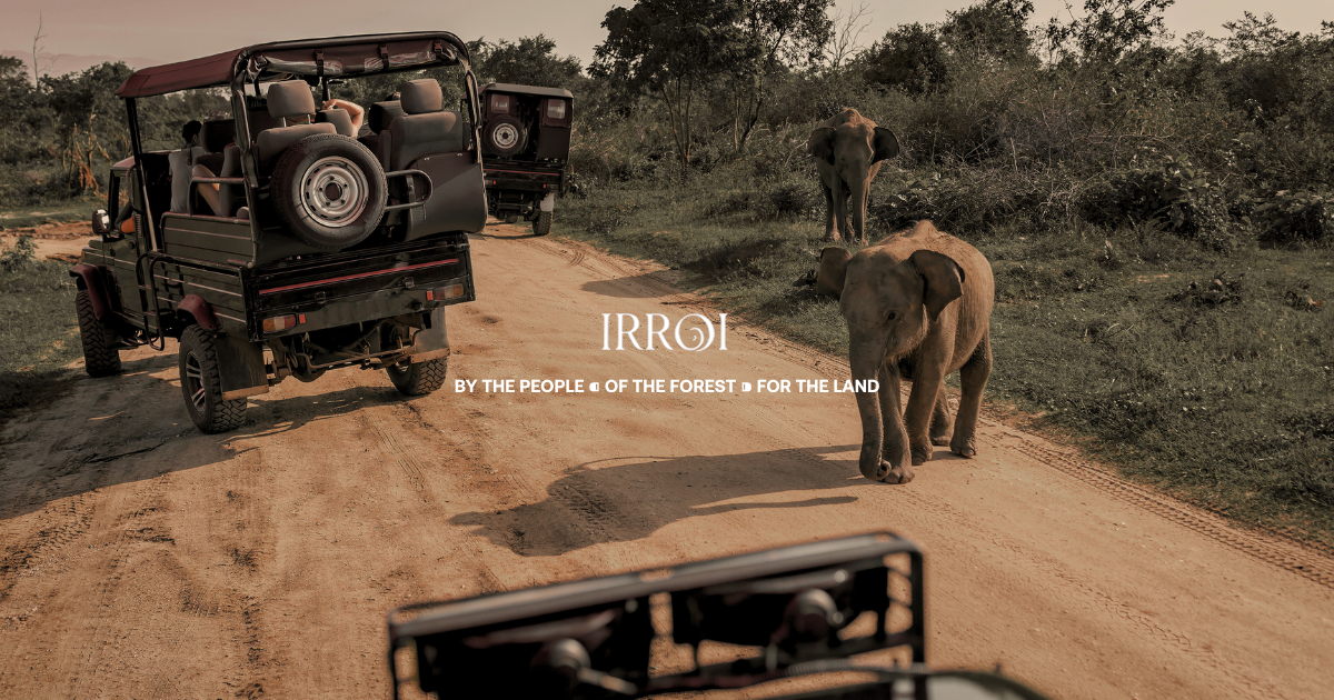 Kaziranga grasslands at dawn