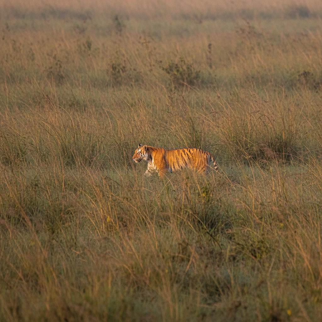 Zero Waste Safari at Irroi