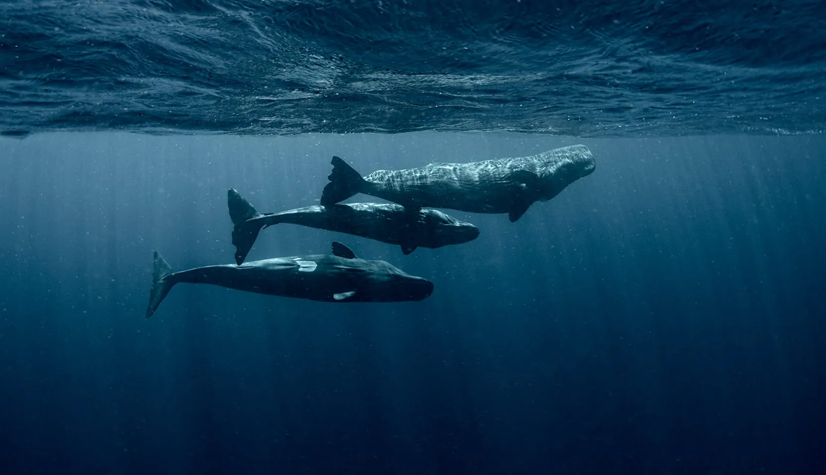 Amanda Cotton/Project CETI