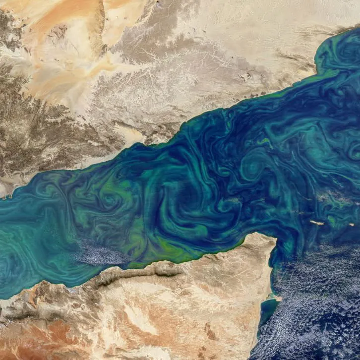Phytoplankton bloom thumbnail