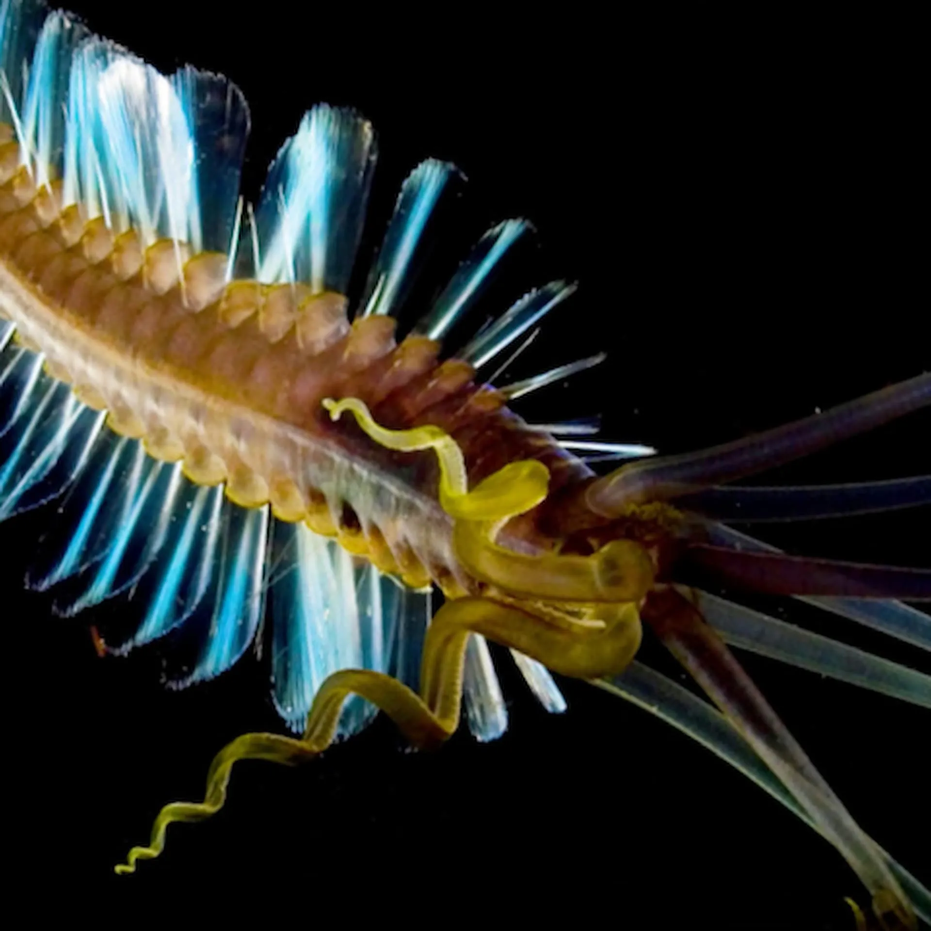 squidworm thumbnail new