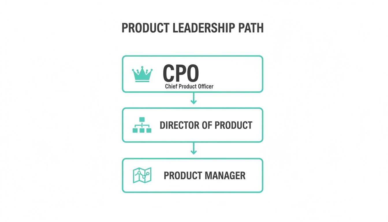 A product leadership career path illustrating the progression from Product Manager to Chief Product Officer.