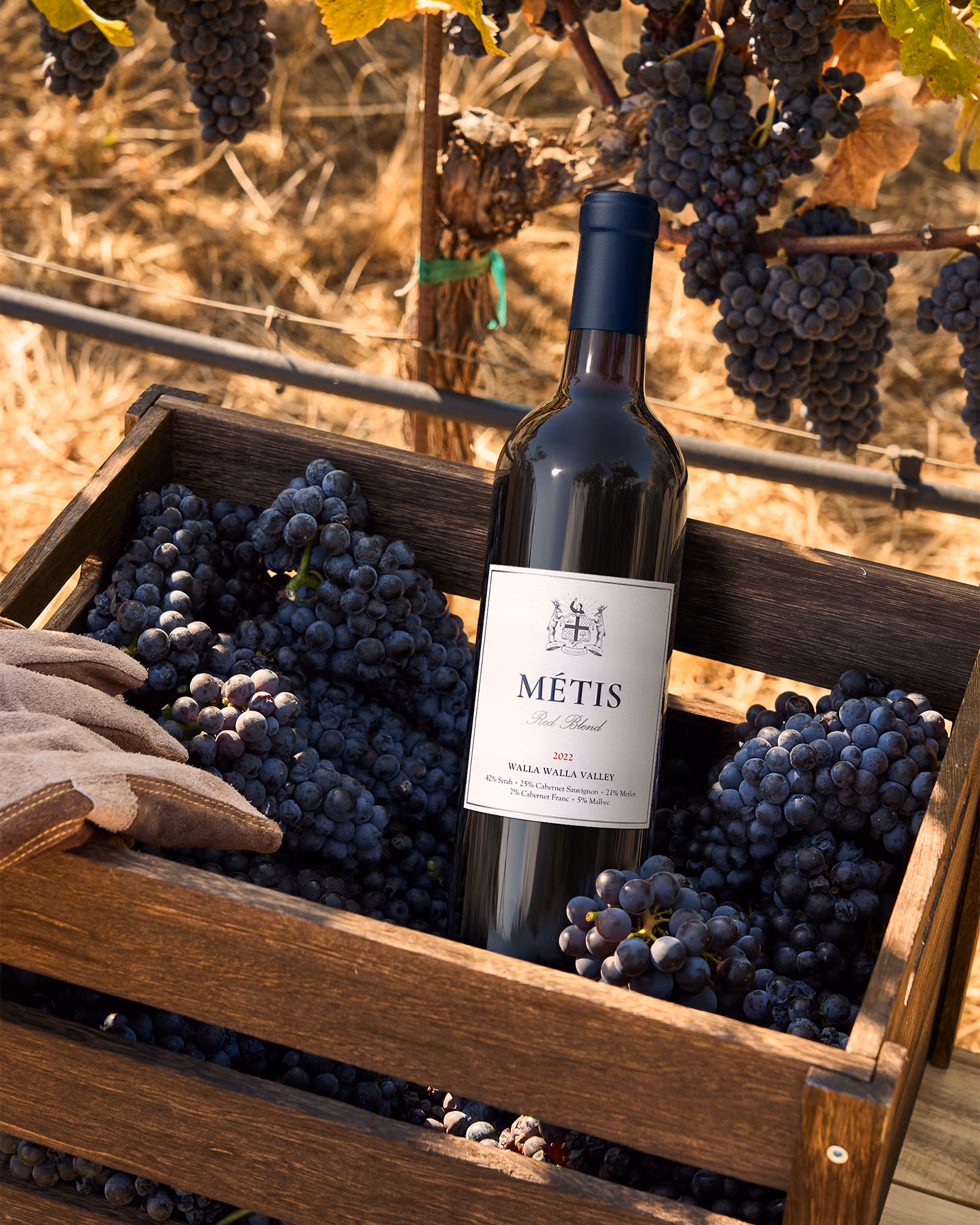 Wine bottle labeled Métis Red Blend 2022 in a crate with harvested dark grapes and a glove nearby.