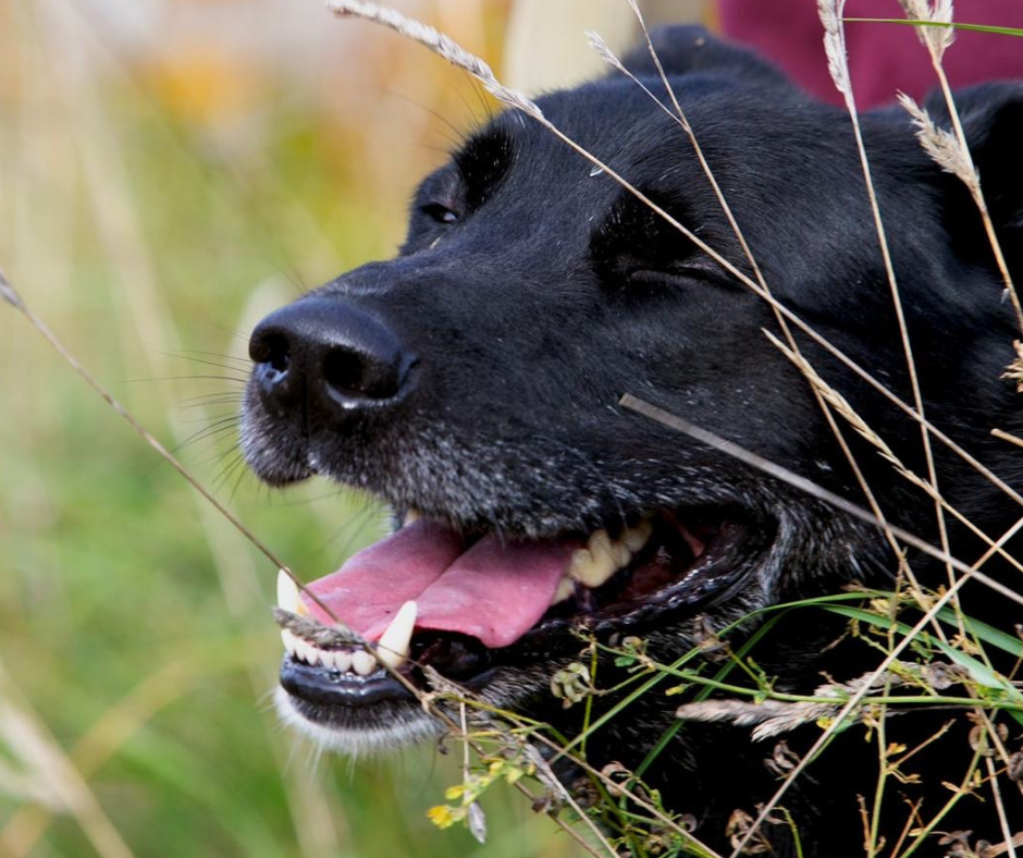 Satiec savu draugu: jauns, aktīvs un mīļš suns gaida savas īstās mājas Slokas patversmē