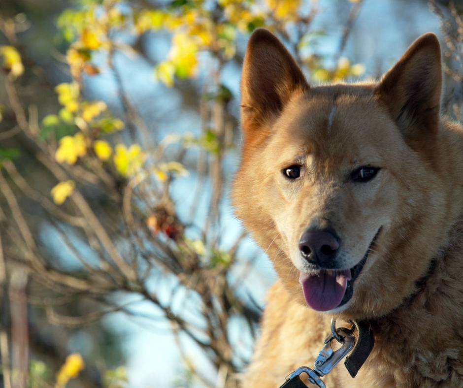 Satiec savu draugu: Aleks – draudzīgs un enerģisks suņu puika no Slokas dzīvnieku patversmes