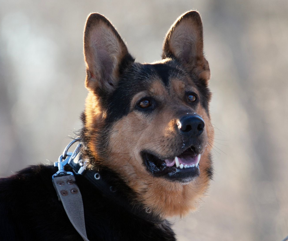 Satiec savu draugu: Rada no Slokas dzīvnieku patversmes meklē mīlošas mājas