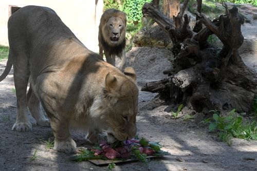 Lauvu diena Rīgas Zoodārzā – pārsteigums Cvangam un Kali