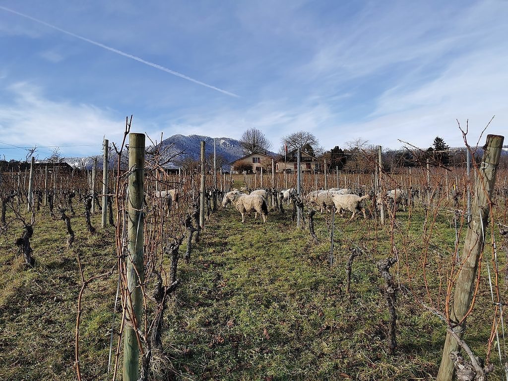 Hinter der Domaine und dem Namen Christalain stehen die beiden Winzer und Namensgeber Christian und Alain. Wir finden das recht sympathisch und auch humorvoll.