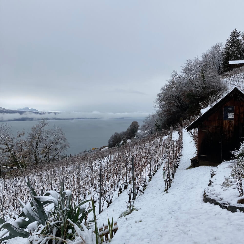 Anfang 2018 kehrte Christin Rütsche nach Chardonne auf die Domaine Montimbert zurück. Hier absolvierte sie im Rahmen ihrer Ausbildung zur Önologin mehr als zehn Jahre zuvor bei Maurice Dentan ihr erstes Weinbau-Praktikum.