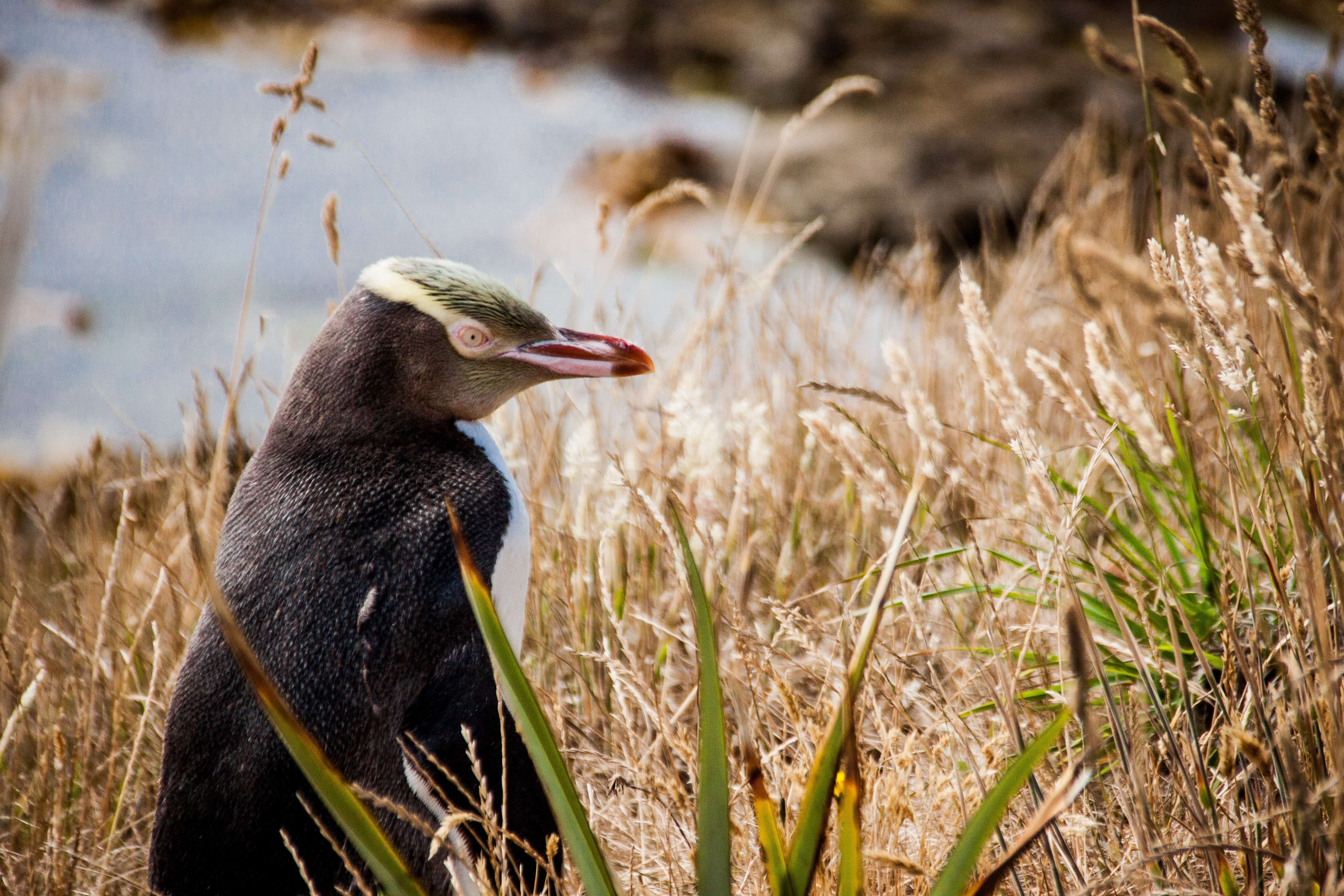 Yellow eyed penguin (Hoiho) in the grass along the coast