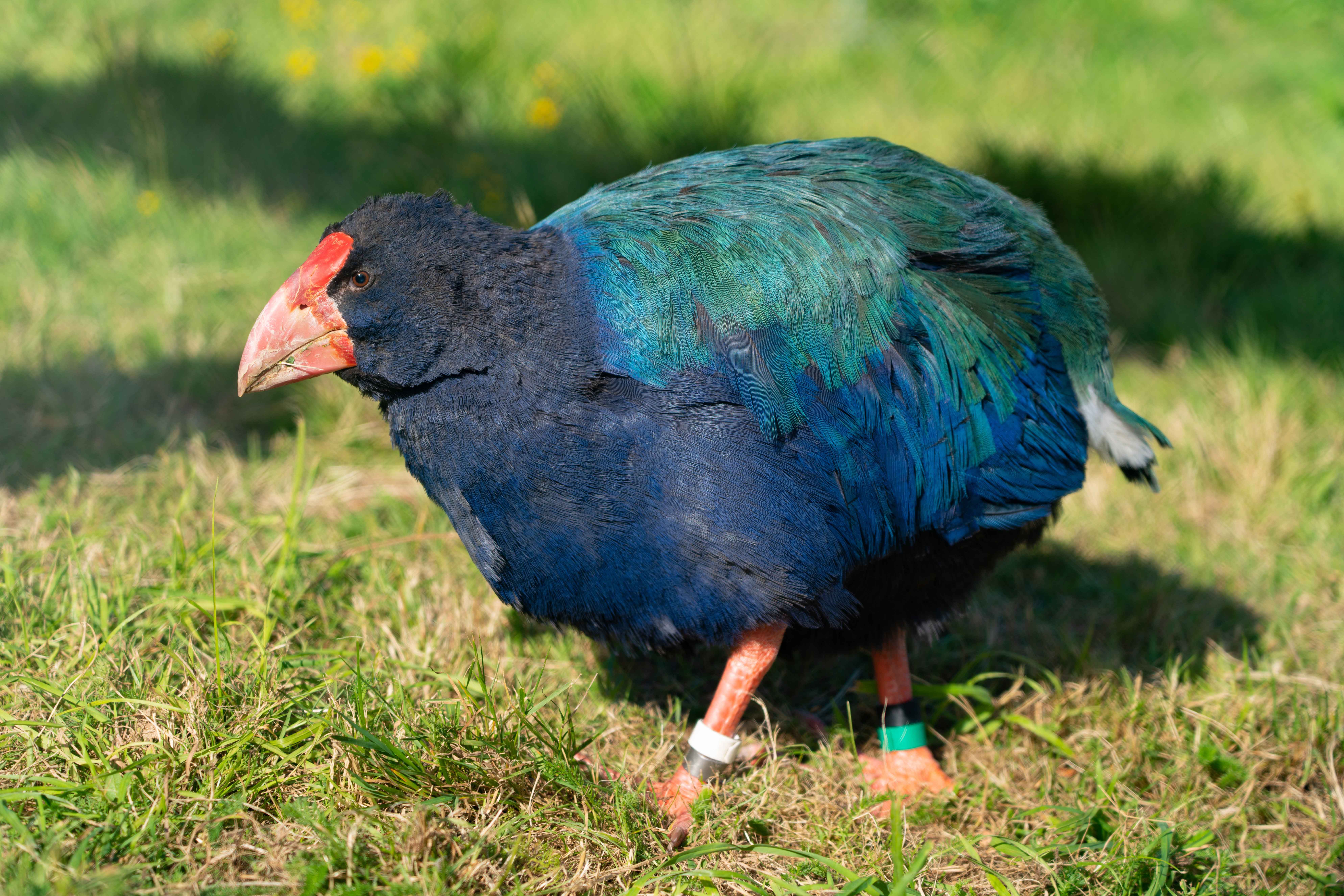 takahe bird standing in grass