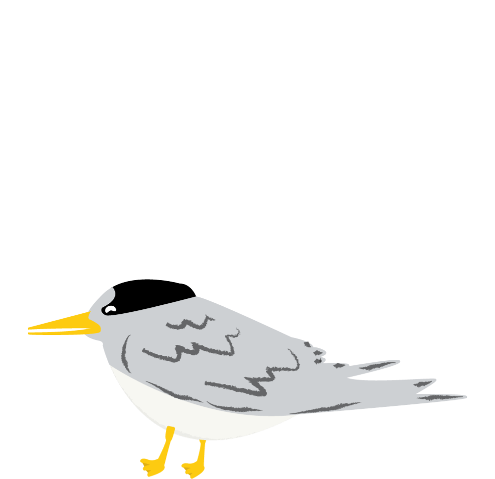 New Zealand Fairy Tern sitting on the beach