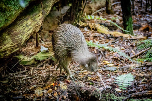 Southern Brown Kiwi foraging in the dirt