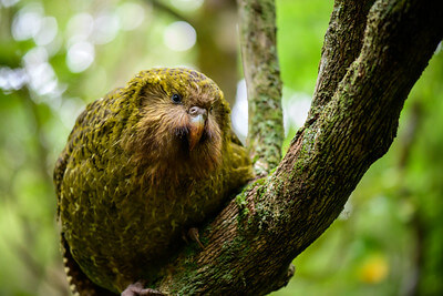 Kakapo sitting on a tree branch