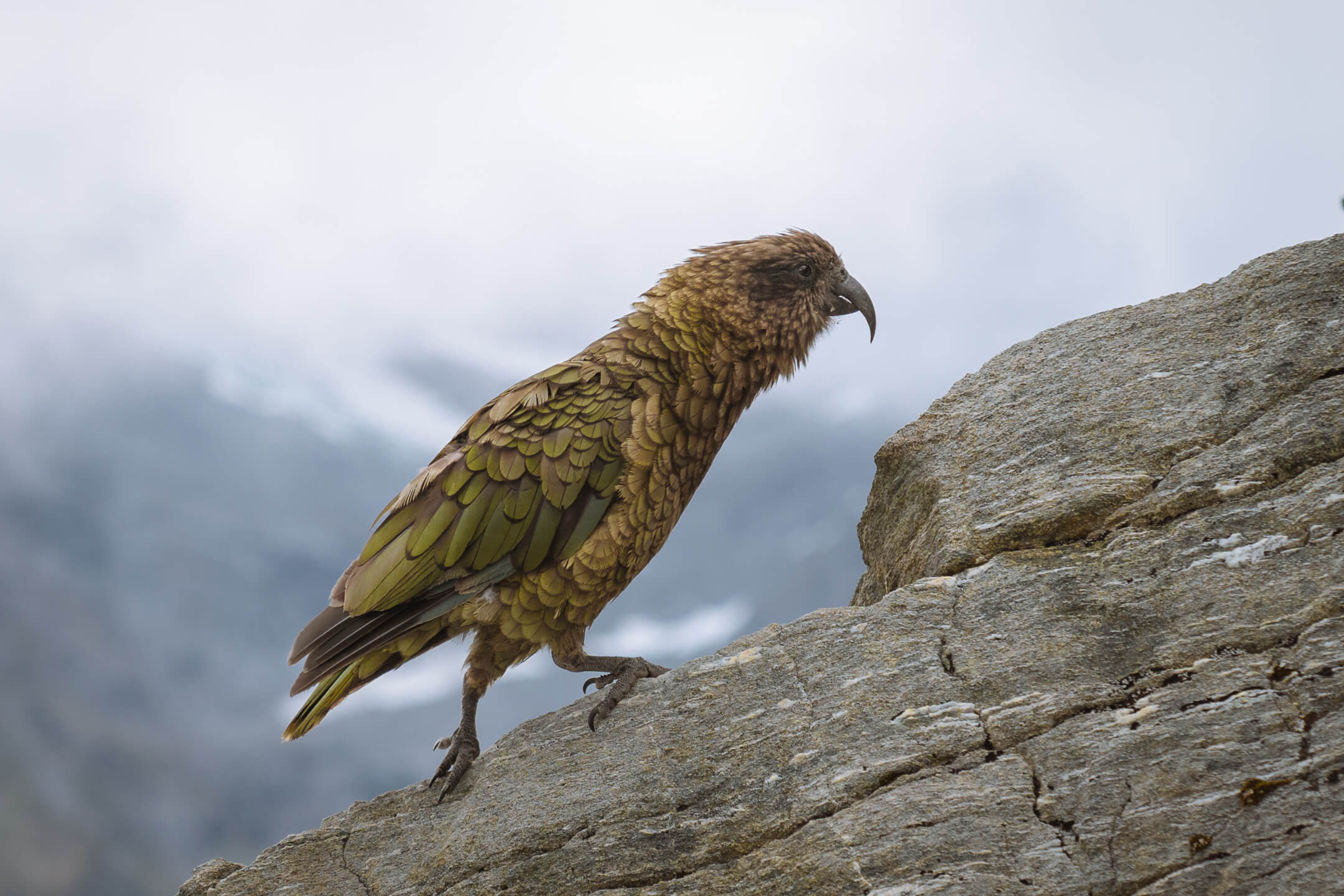 Kea bird walking along rocks in the mountains