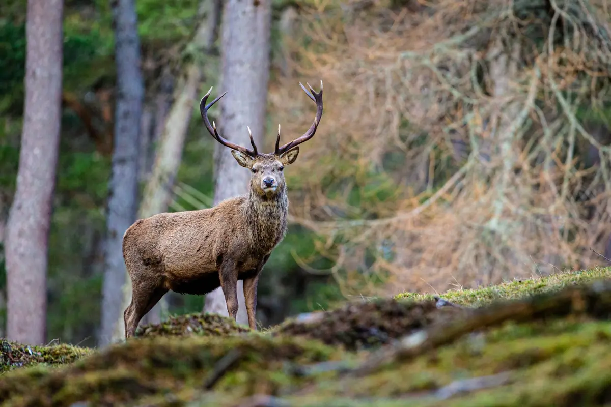 A red stag on a Highland hillside