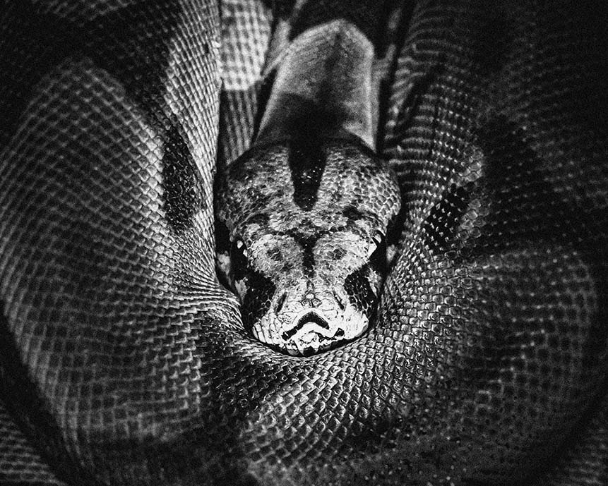 Close-up black and white photo of a coiled snake, with its textured scales and patterned head facing the camera, emerging from the center of its body.