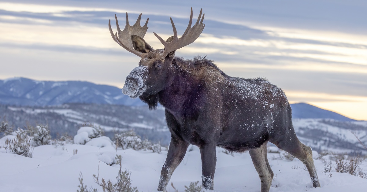A moose stands in the snow, bits of snow dust its nose and back, with mountain peeks in the background.
