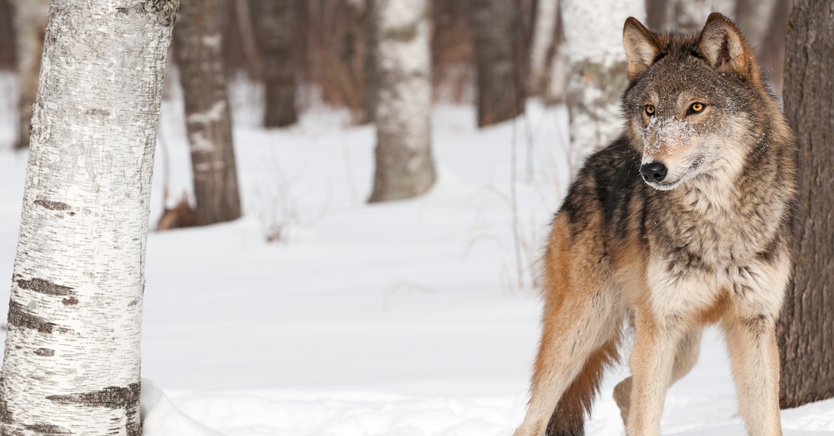 A gray wolf stands between trees in a snow-covered, forested area. The wolf looks off to the side with its ears perked up.