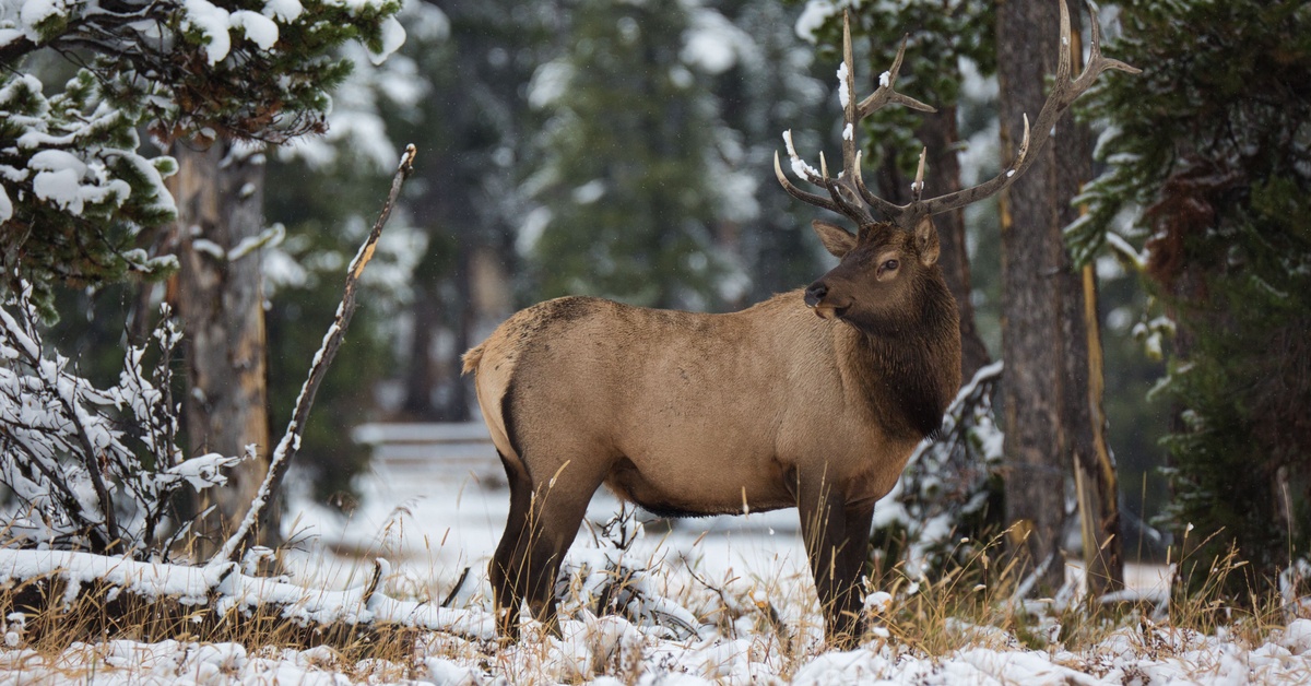 A male elk with large antlers standing alone in a snowy forest, and turning its head to look behind itself.