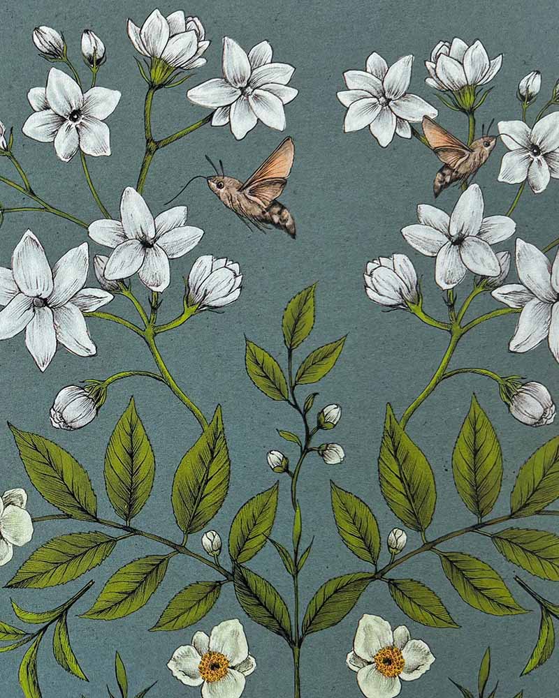 Jasmine Tea hand drawn ink illustration