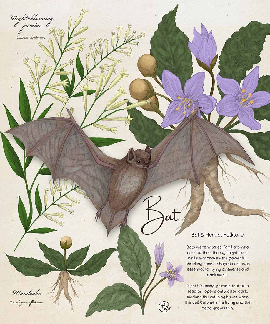 Bat and Herbal Folklore illustration by Heidi Vilkman