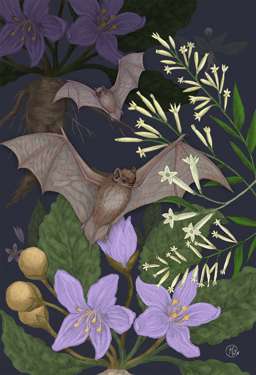 Bat and Herbal Folklore illustration by Heidi Vilkman