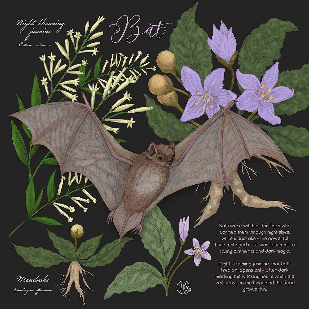 Bats in Herbalism hand-drawn illustration by Heidi Vilkman