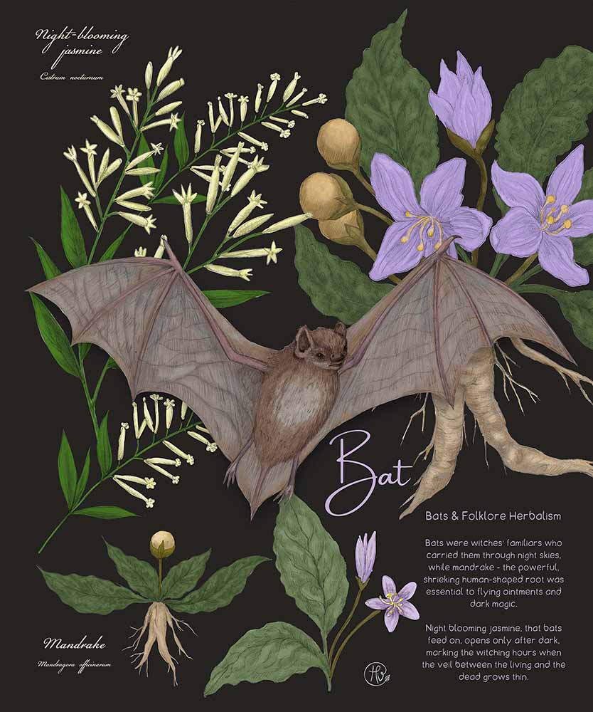 Bats in Herbalism hand-drawn illustration by Heidi Vilkman