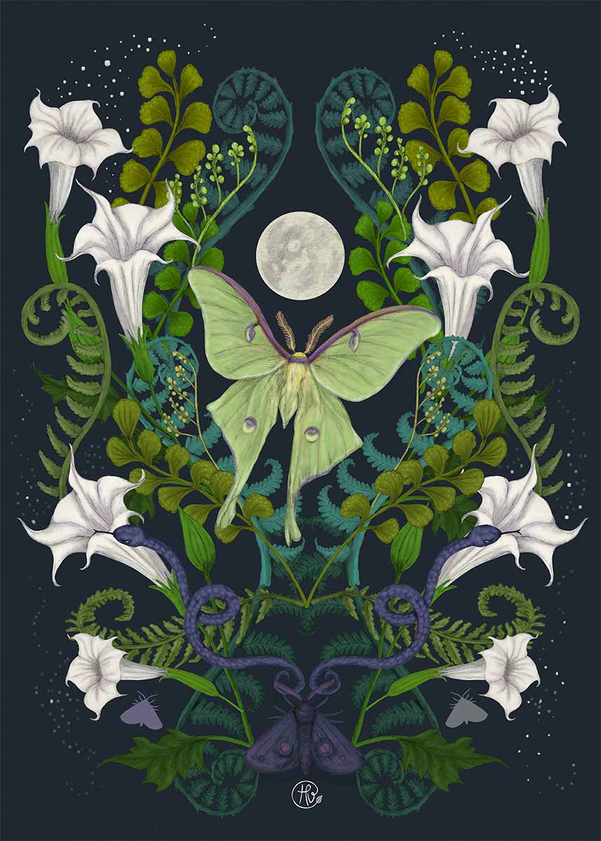 Lunar Moth herbalist folklore illustration 