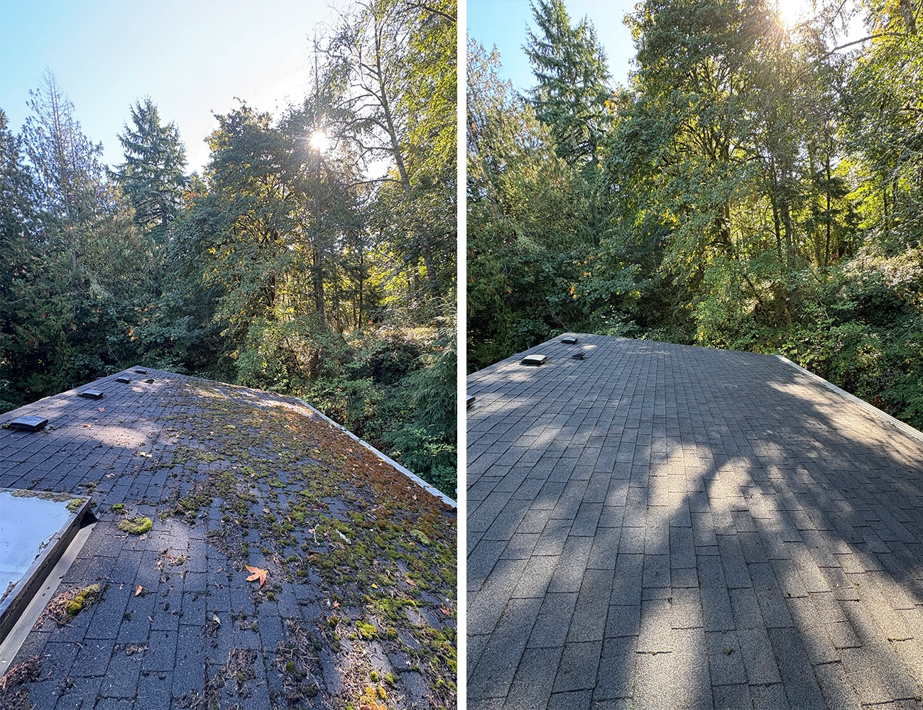 Moss on roof before and after
